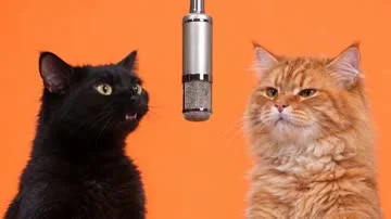 Rap Duo: You + Your Pet example